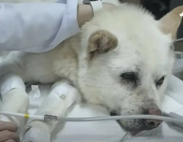 体じゅうに70個の銃弾が埋まった犬…「生きているのが奇跡」＝韓国