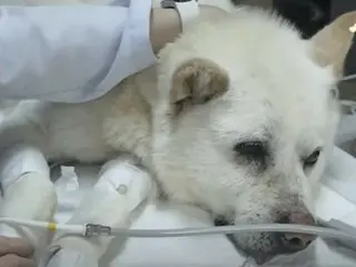 Dog with 70 bullets buried in its body: "It's a miracle it's alive" - Korea