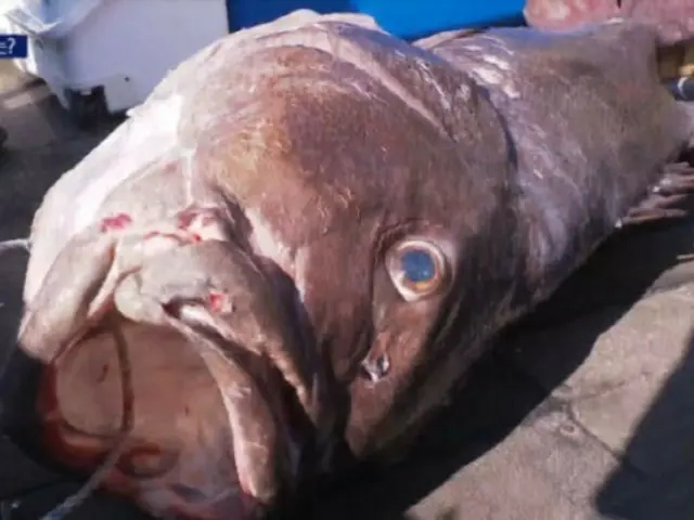 Five 1.7m long "legendary deep-sea fish" caught in Busan... "Is this a sign of an earthquake?"