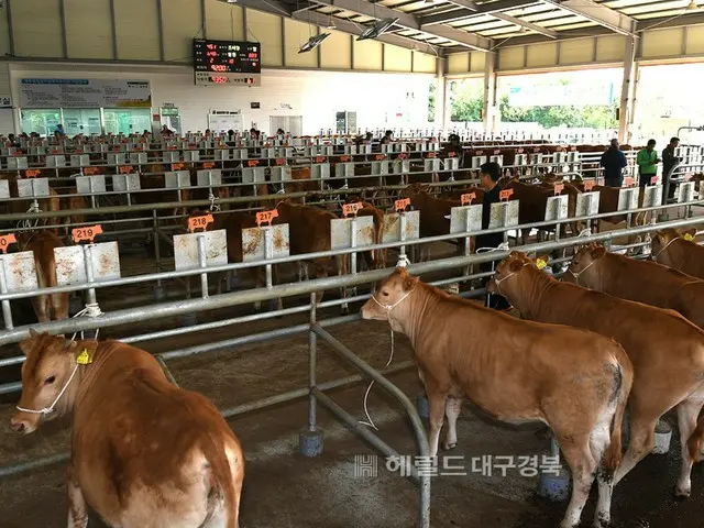 Livestock die amidst the scorching heat every day in South Korea... 160,000 animals die in one day