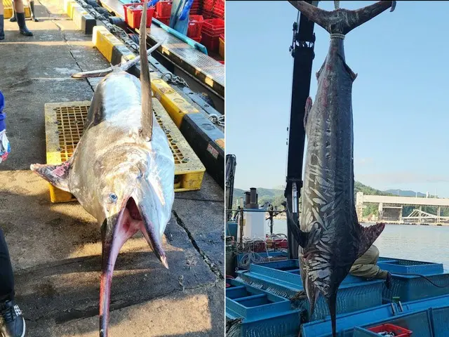Rare giant swordfish caught in East Sea - South Korean reports