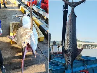 Rare giant swordfish caught in East Sea - South Korean reports