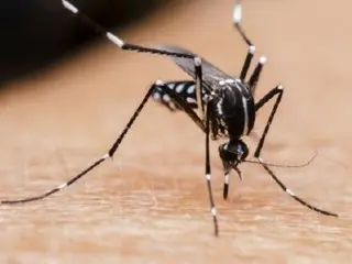 "Mosquitoes died because of the heatwave"... Population halved, not a good thing = South Korea