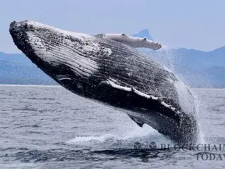 Early Bitcoin whale transfers 3,962 BTC to new address for the first time in 14 years