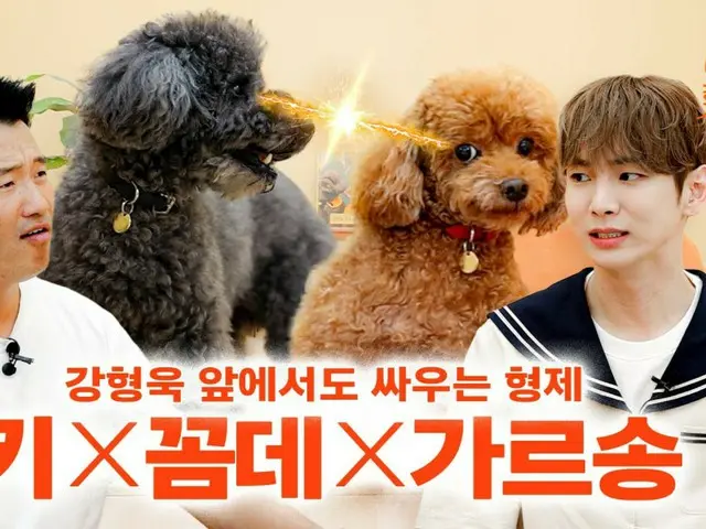 "SHINee" KEY appears on YouTube content with his dogs Comme de & Garcon... "I'm sending them to dog kindergarten" (with video)