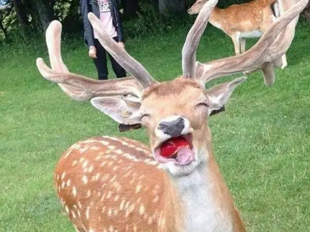 The expression of a deer eating an apple for the first time