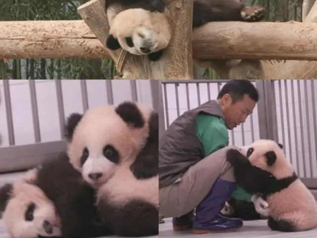 Kang Cheol-won, the caretaker of the Korean panda "Fubao", is shown daily on MBC's "Omniscient"