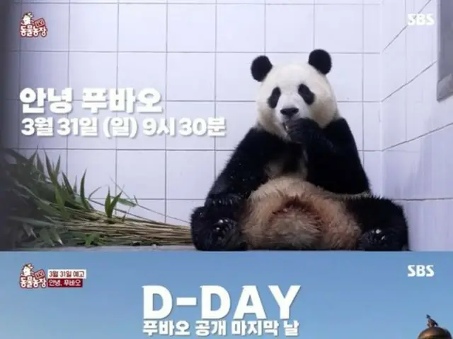 What will be the last day of the Korean-born panda "Fu Bao" to be returned to China? …In-depth coverage will be broadcast on “TV Animal Farm” on the 31st